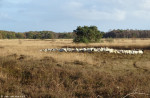 Wierdense Veld